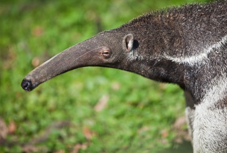anteater1