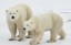 Adopt a Polar Bear