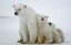 Adopt a Polar Bear