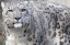 Snow Leopard