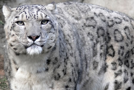 Snow Leopard