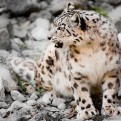 Snow Leopard