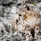 Adopt a Snow Leopard