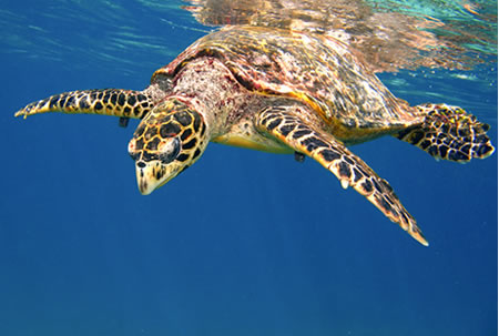 Hawksbill Turtle