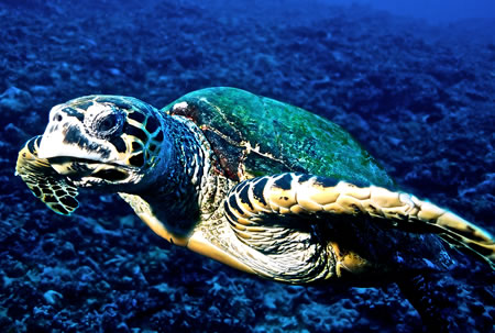 Hawksbill Turtle