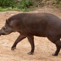 Brazilian Tapir