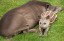 Brazilian Tapir's relaxing in the sun