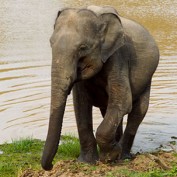 Adopt an Elephant