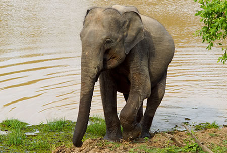 Adopt an Elephant