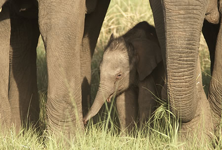 Adopt an Elephant