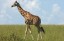 Rothschild Giraffe