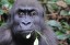 Western Lowland Gorilla