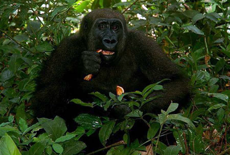 Western Lowland Gorilla