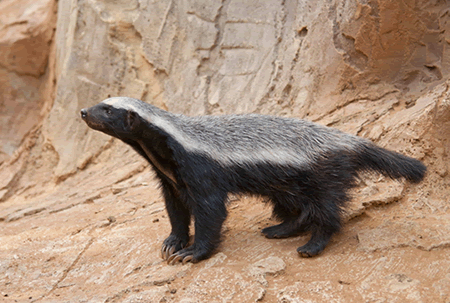 The Honey Badger