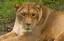 Barbary Lion