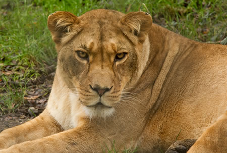 Barbary Lion