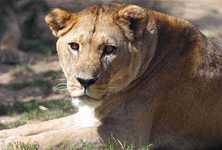 Barbary Lion