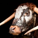 Longhorn Cow