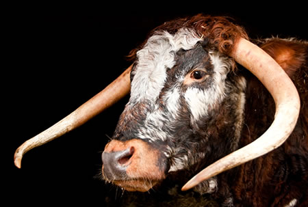 Longhorn Cow