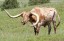 Longhorn Cow