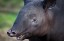 Malayan Tapir