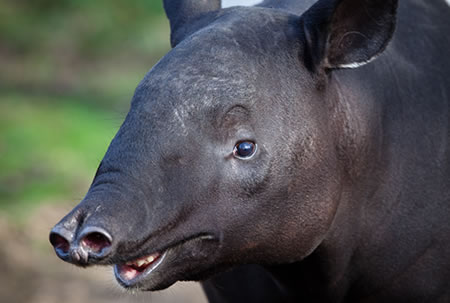 Malayan Tapir