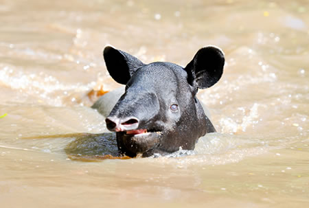 Malayan Tapir swimming