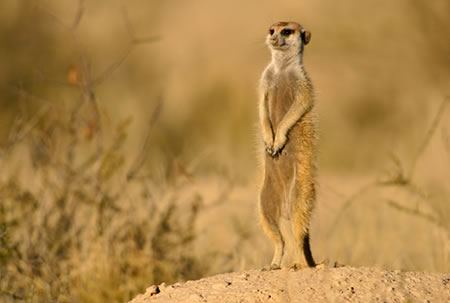 Adopt a Meerkat