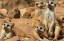 Meerkats