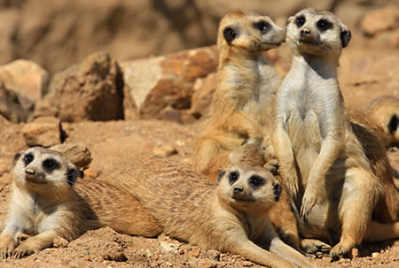 Meerkats