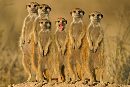 A meerkat family
