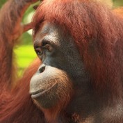 Adopt an Orangutan