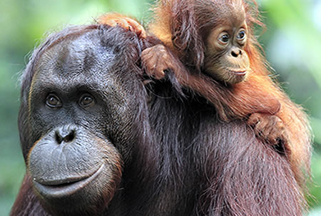 An Orangutan family