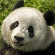 Adopt a Panda