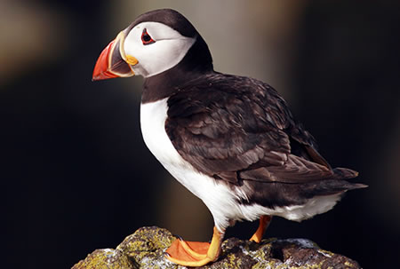 Sponsor a Puffin