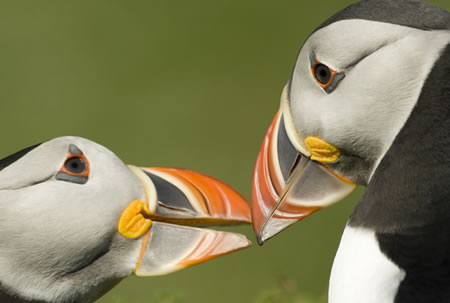 Sponsor a Puffin