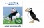 Sponsor a Puffin Gift Pack