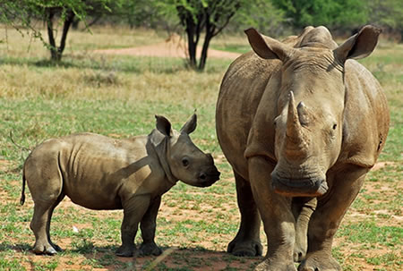 Adopt a Rhino