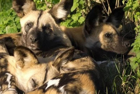 African Wild Dog's at the Aspinall Zoo