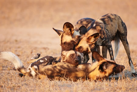 African Wild Dog's playing