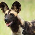 African Wild Dog