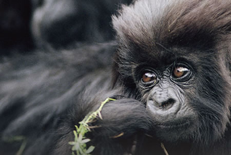 Adopt a Mountain Gorilla