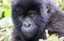 Adopt a Mountain Gorilla