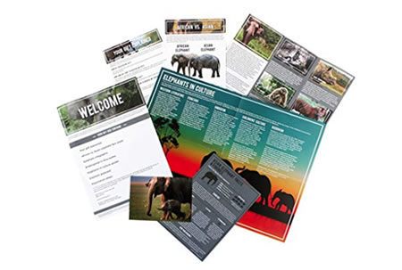 Adopt an elephant gift pack