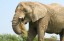 African elephant eating