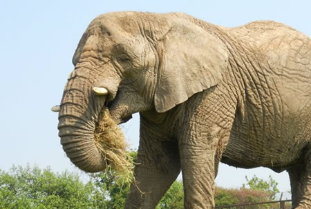 African elephant eating