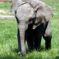 Baby African elephant