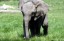 Baby African elephant