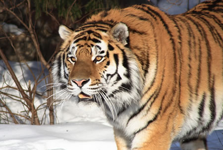 Siberian Tiger