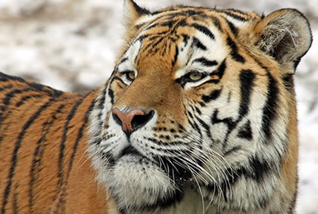 Siberian Tiger